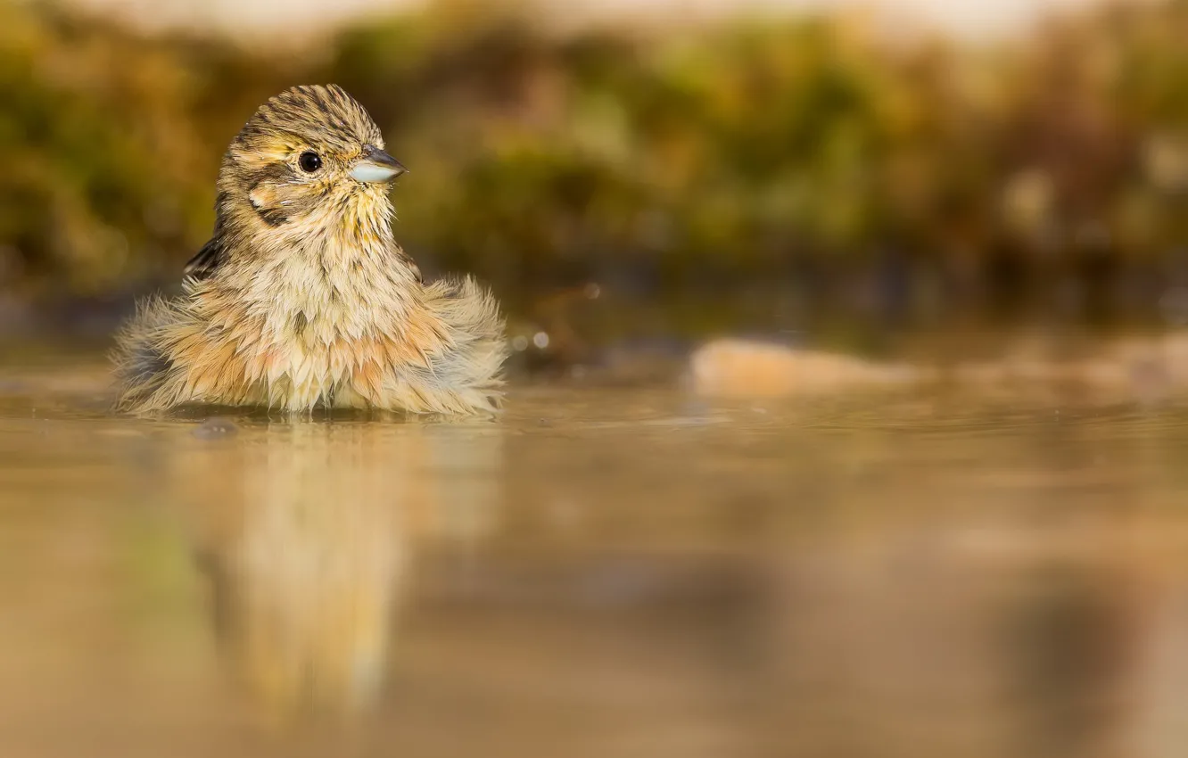 Photo wallpaper water, nature, bird, baby