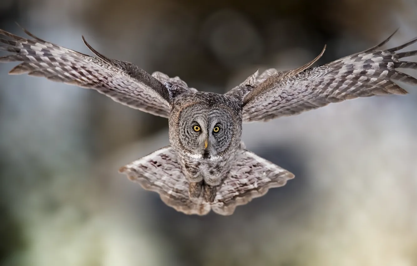 Photo wallpaper look, flight, background, owl, bird, owl, wingspan