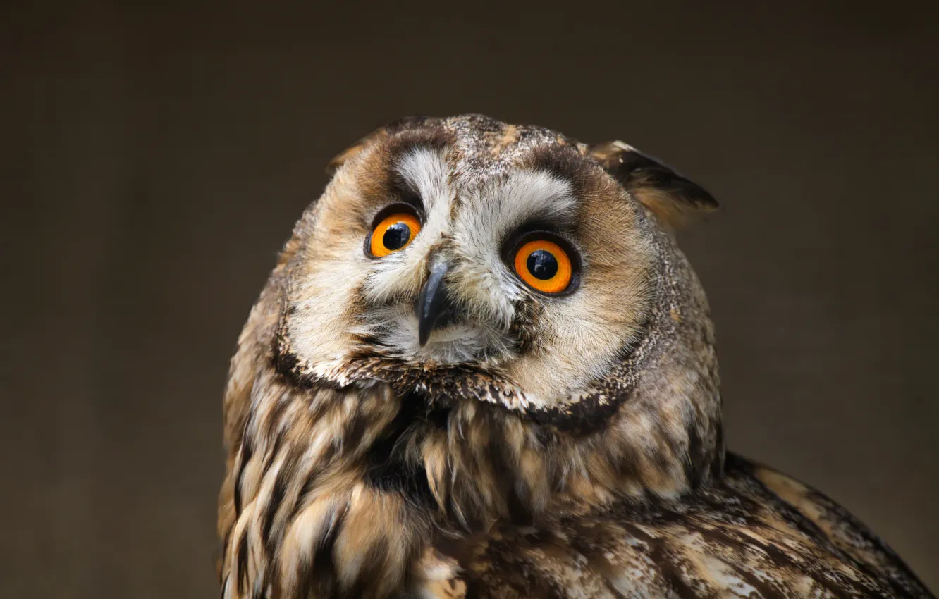 Photo wallpaper owl, bird, portrait