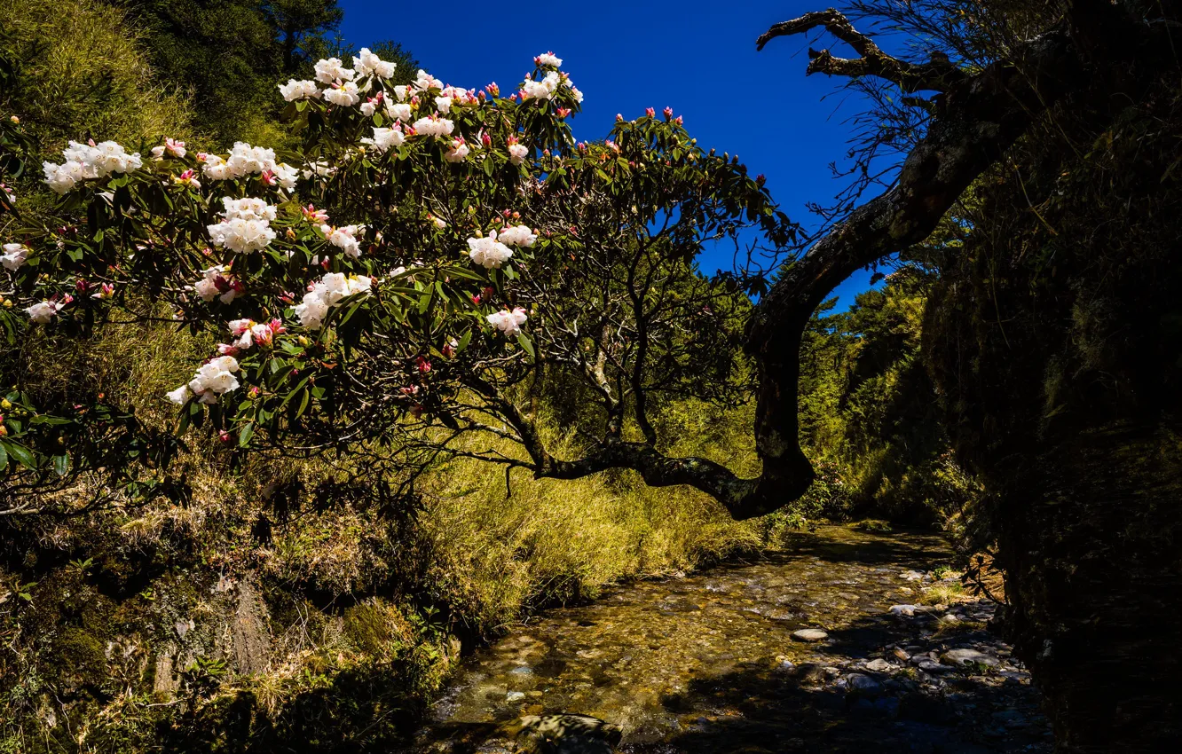 Photo wallpaper flowers, branches, nature, blue, thickets, hills, Asia, beauty
