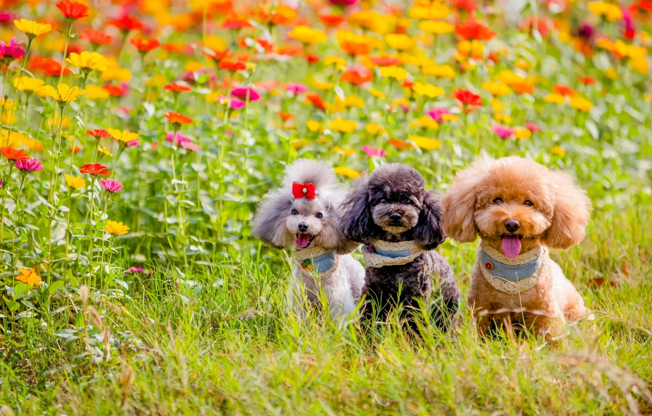 Photo wallpaper look, nature, pose, dog, face