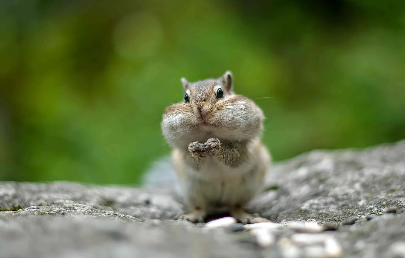 Photo wallpaper rock, forest, squirrel