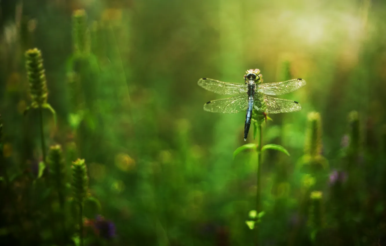 Photo wallpaper grass, flowers, dragonfly