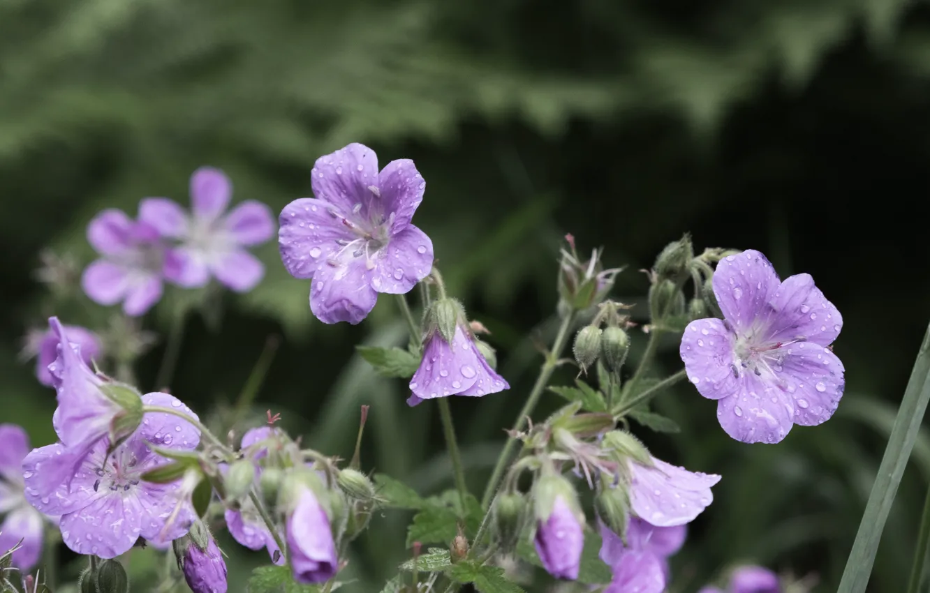 Photo wallpaper drops, flowers, background, lilac, bokeh, geranium, Meadow geranium