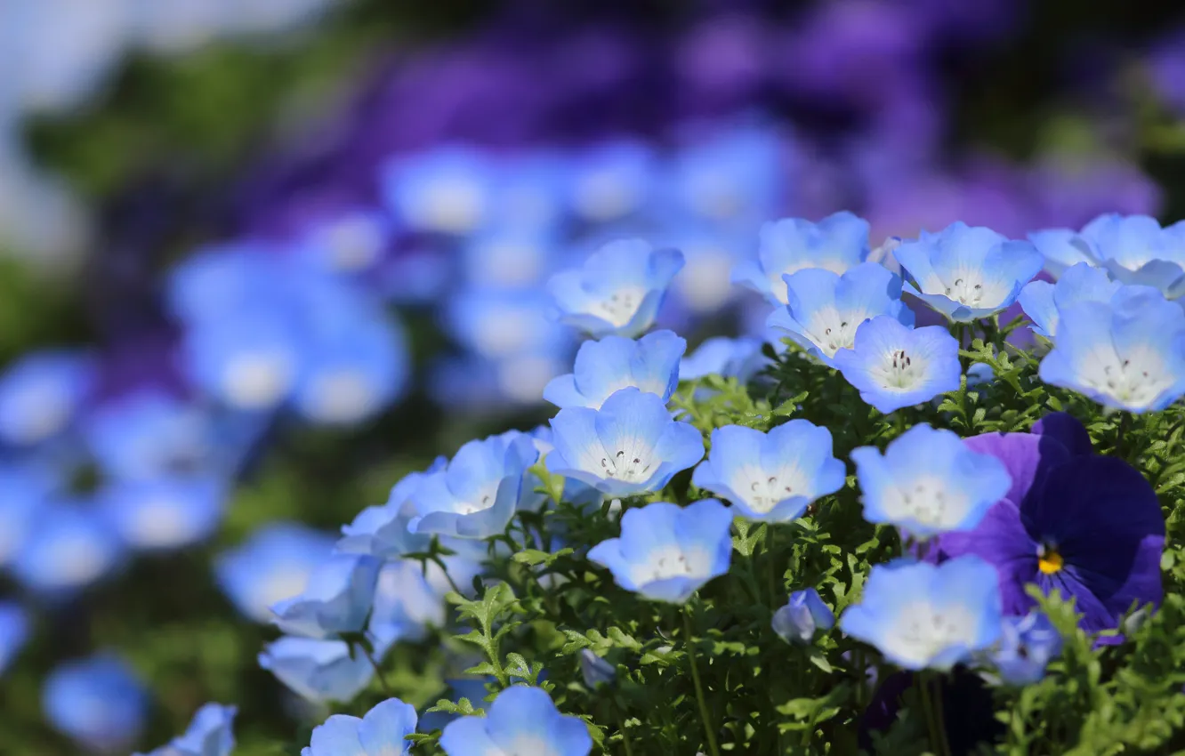 Photo wallpaper flowers, blue, Pansy, bokeh, Nemophila