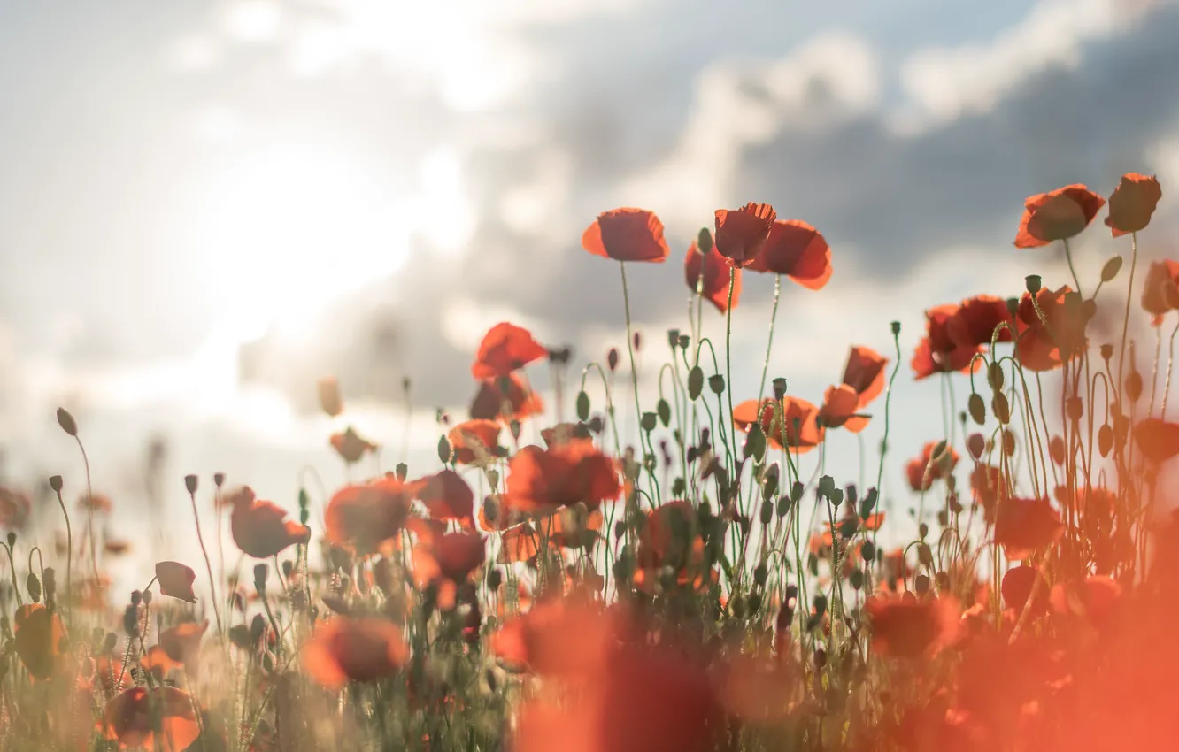 Photo wallpaper light, flowers, red, Maki, bokeh