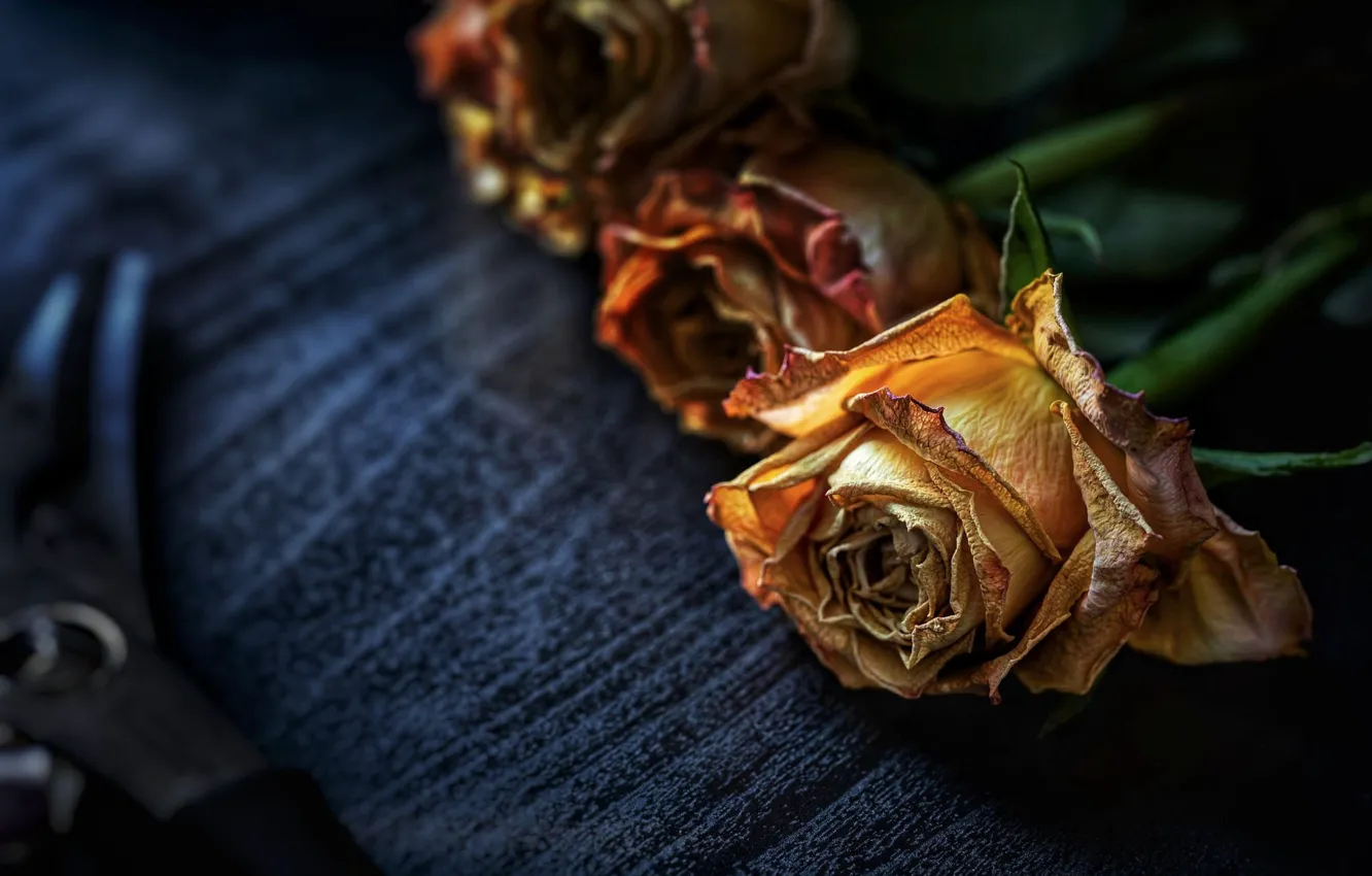 Photo wallpaper flowers, yellow, the dark background, table, roses, bouquet, Dry, dried