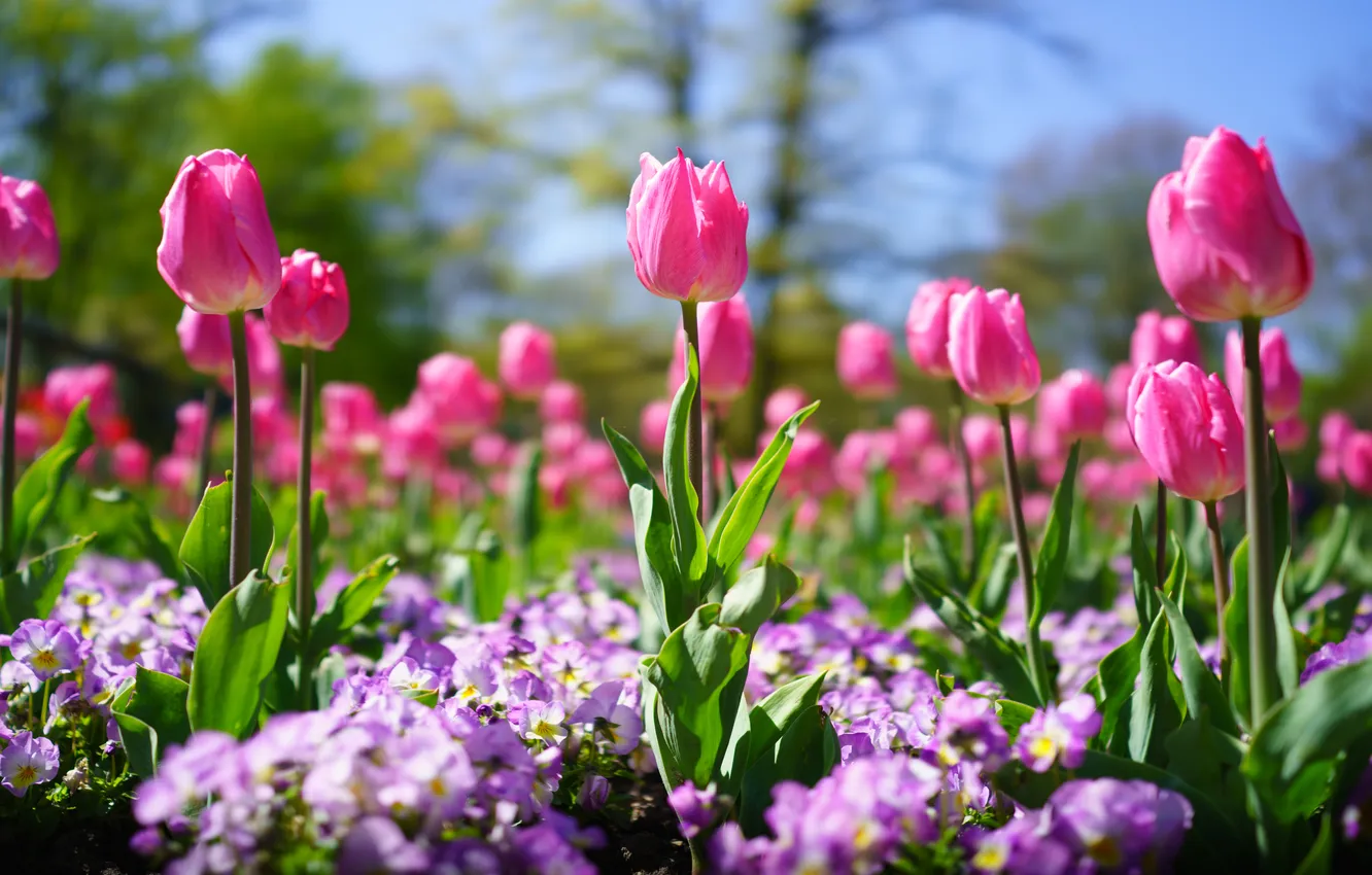 Photo wallpaper flowers, spring, tulips, pink, flowerbed
