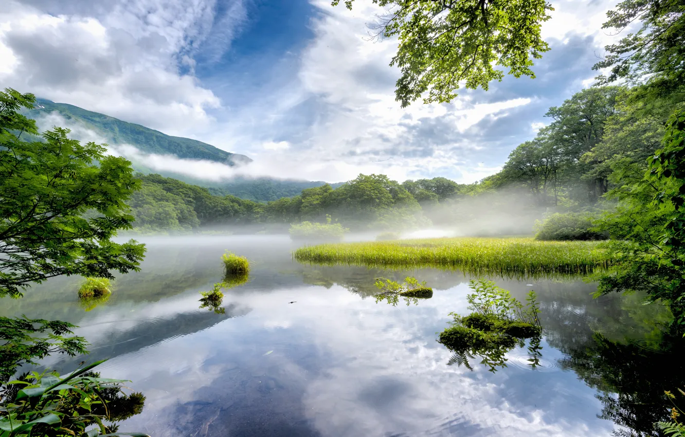 Photo wallpaper forest, fog, reflection, shore, morning, pond