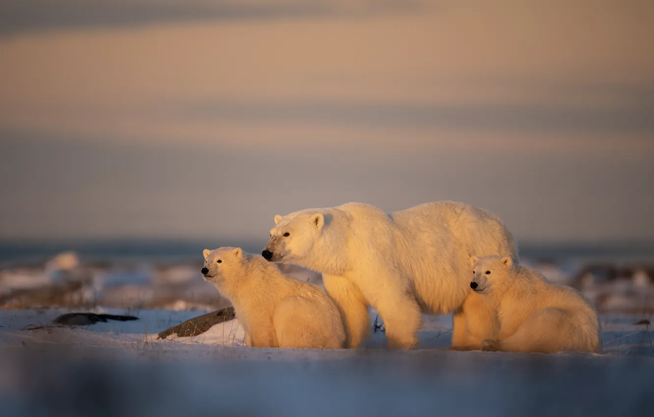 Photo wallpaper winter, field, the sky, look, light, snow, pose, lighting