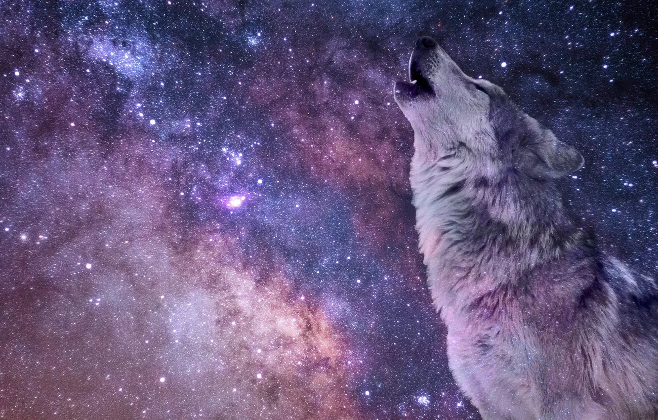 Photo wallpaper Predator, nature, art, snow, face, animal, wolf, canis lupus