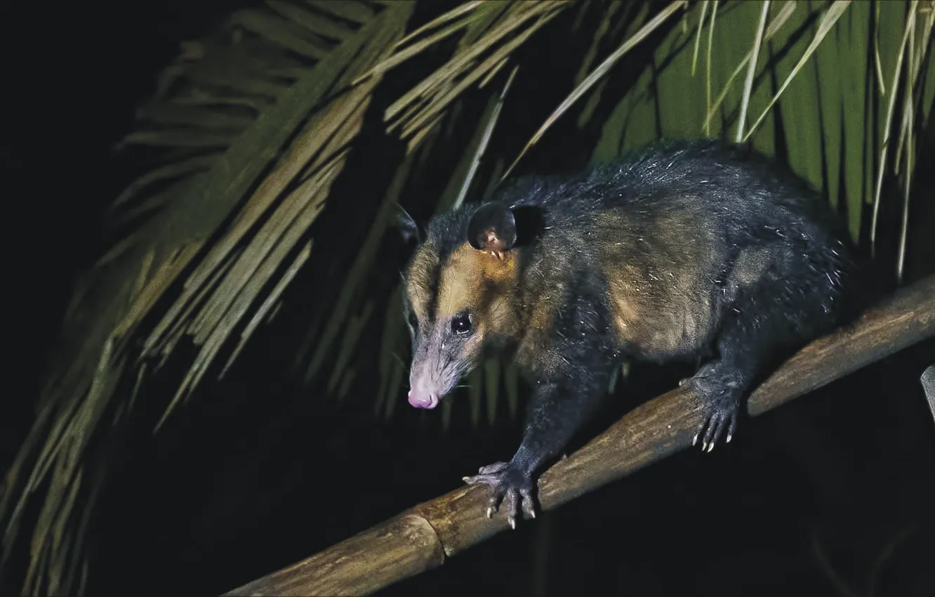 Photo wallpaper night, branches, Australia, rodent, a rare animal