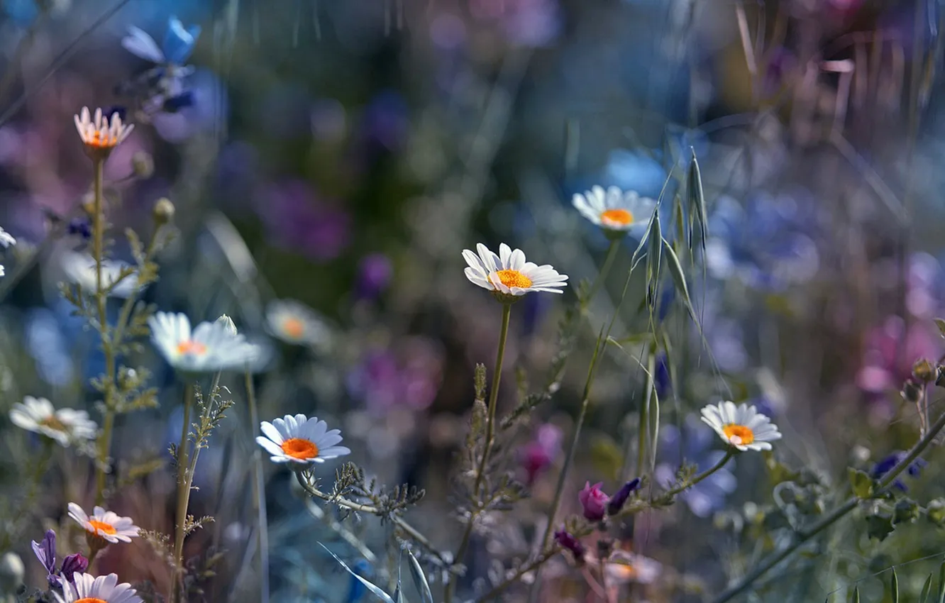 Photo wallpaper field, grass, flowers, chamomile, meadow
