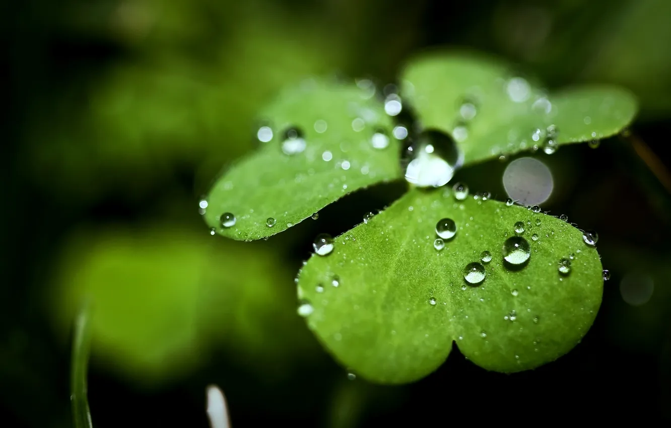 Photo wallpaper greens, drops, macro, nature, photo, background, Wallpaper, plant