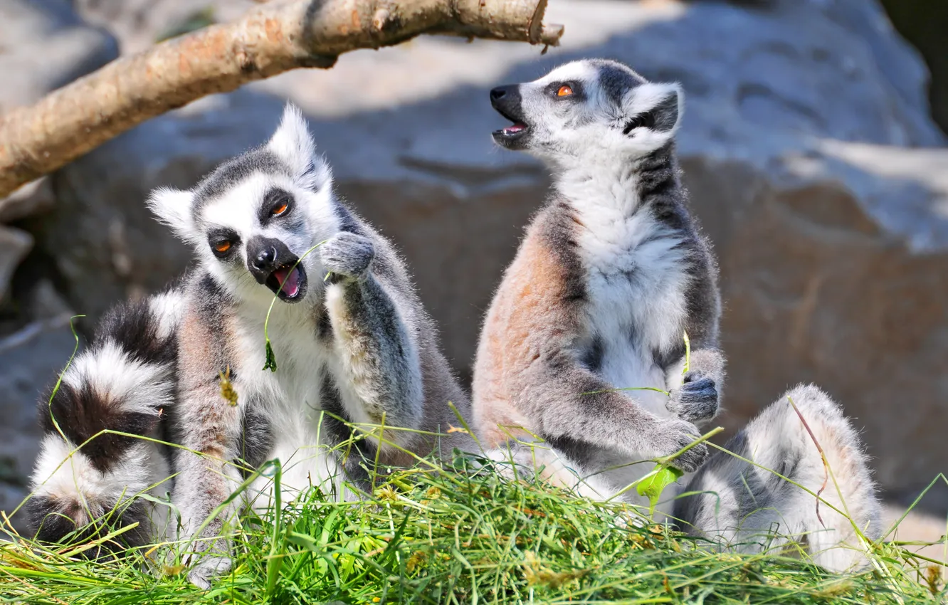 Photo wallpaper grass, animal, pair, lemur
