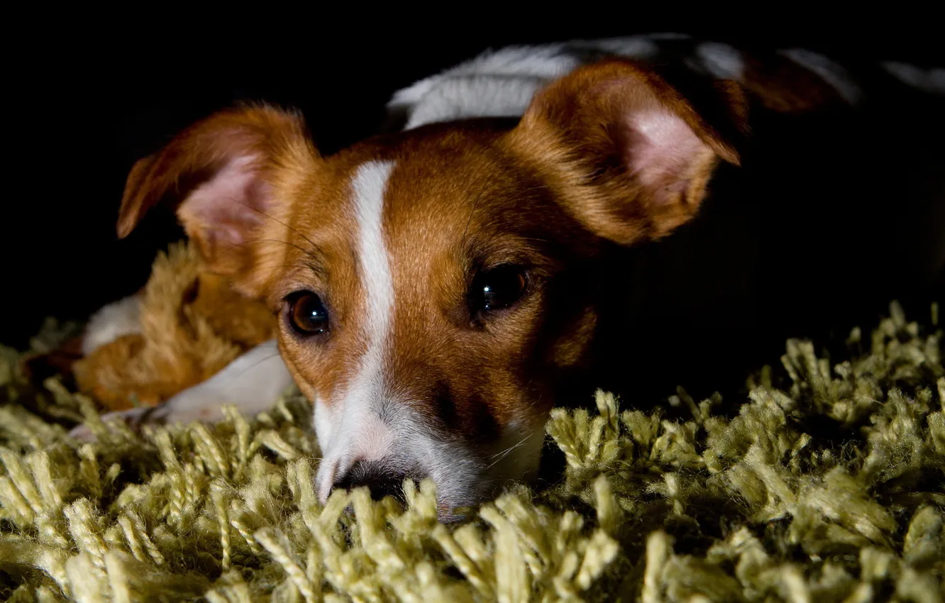 Photo wallpaper look, each, home, dog