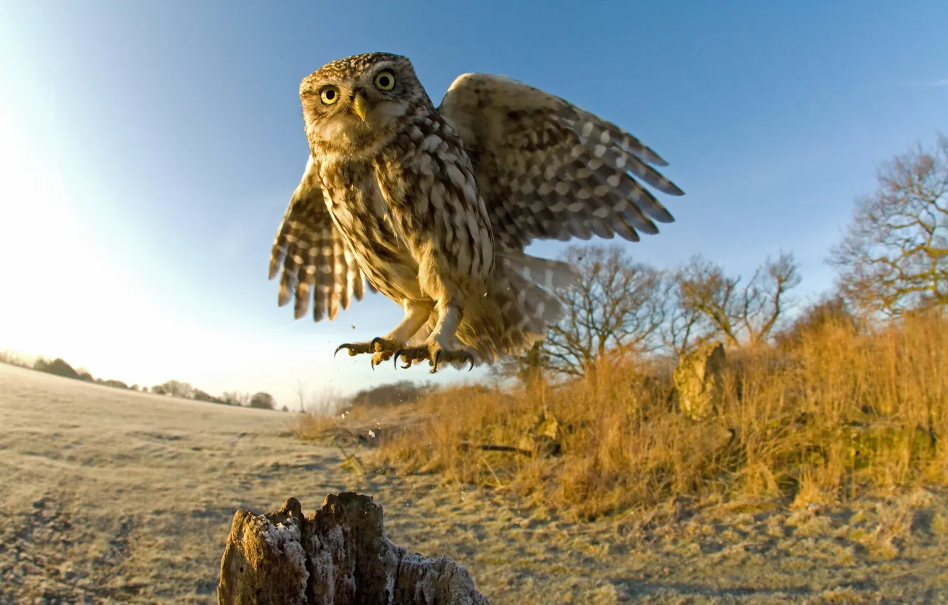 Photo wallpaper trees, nature, owl