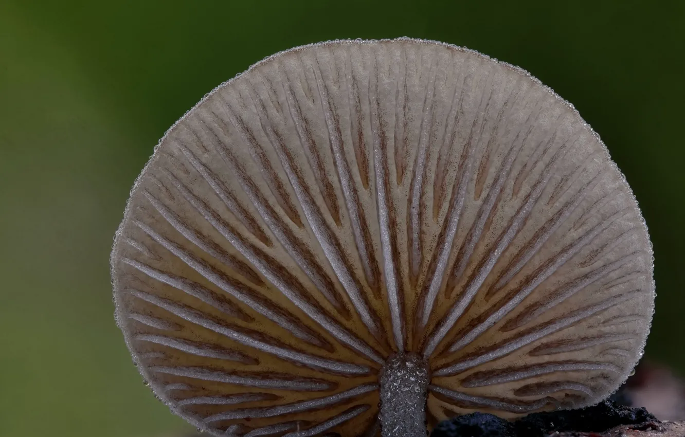 Photo wallpaper drops, Rosa, mushrooms, hat, Beat Buetikofer