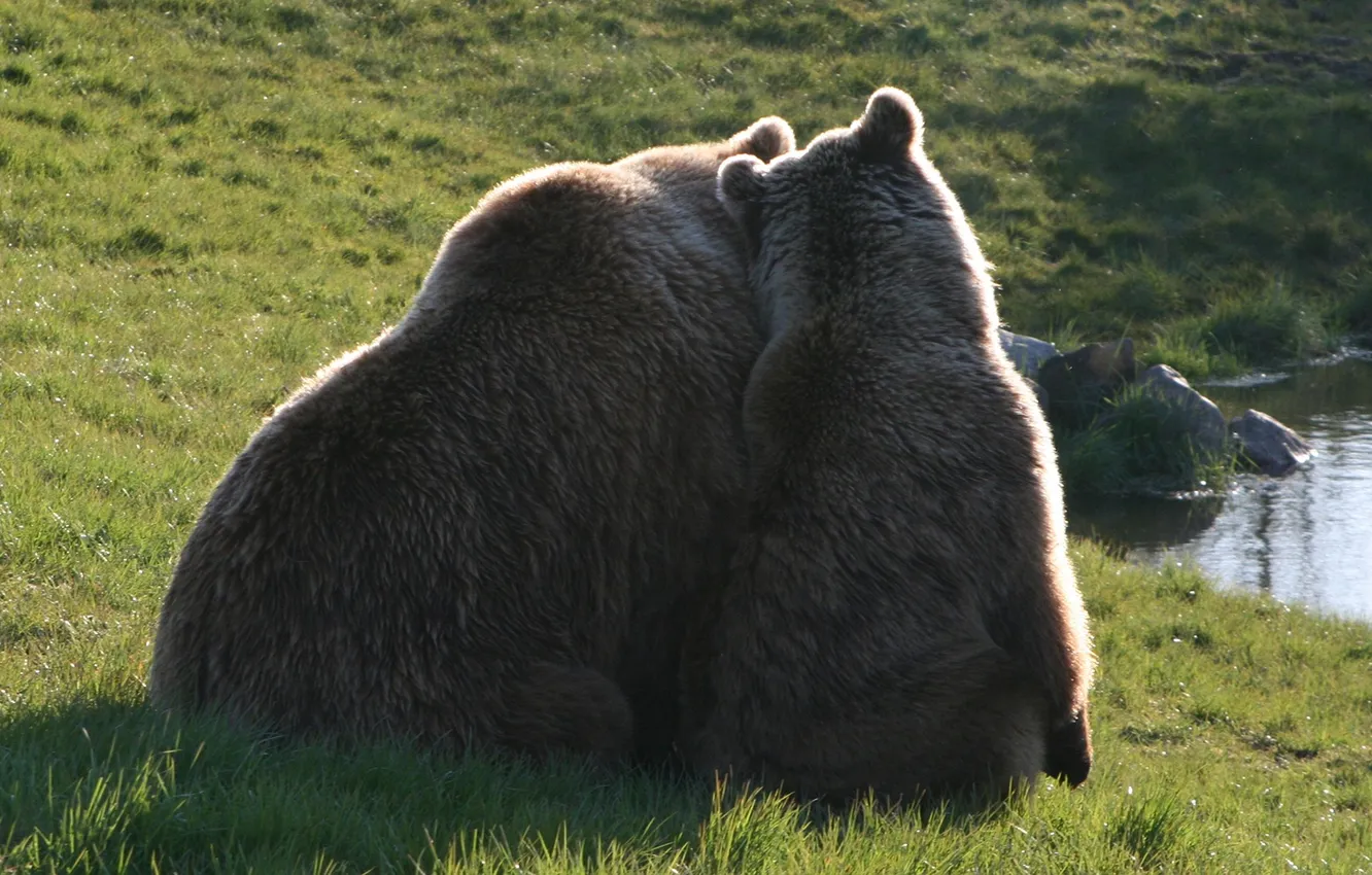 Photo wallpaper animals, power, wildlife, brown-bears
