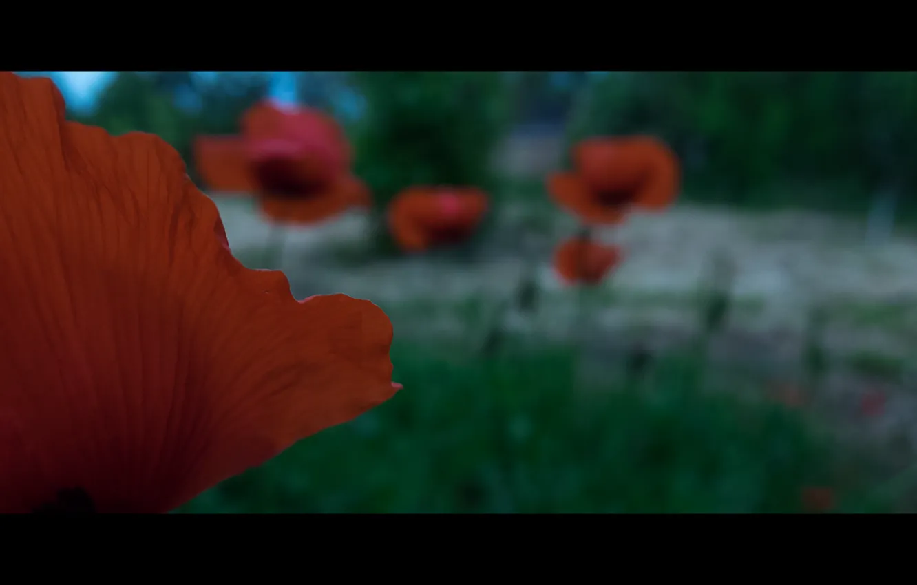 Photo wallpaper the sky, grass, trees, flowers, mood, home, grass, sky