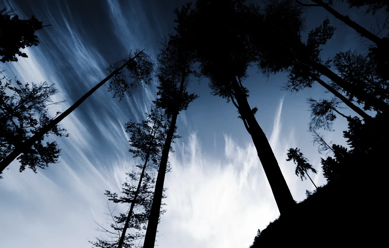 Photo wallpaper the sky, clouds, trees, hills, shadow, the evening, silhouette, trunk
