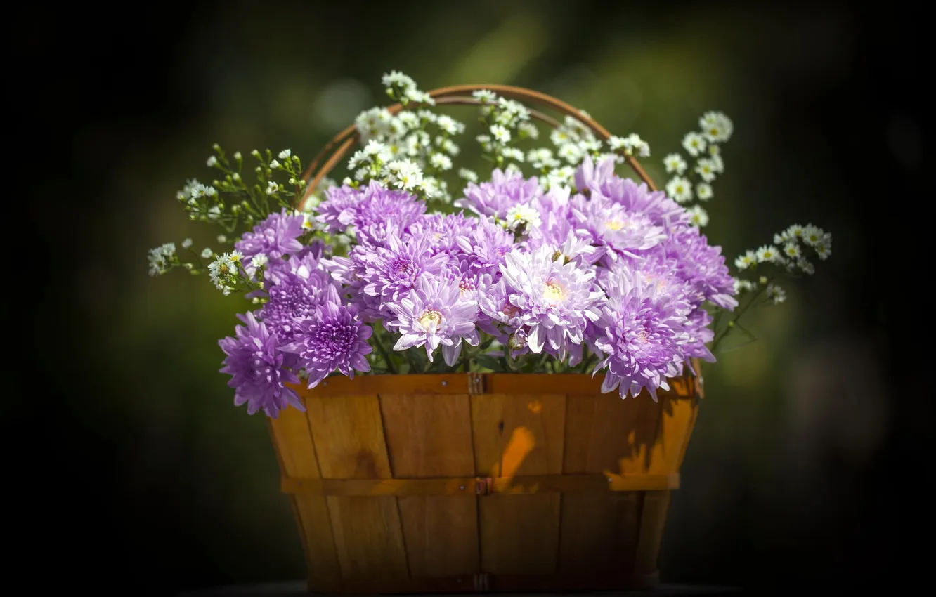 Photo wallpaper flowers, background, bouquet, chrysanthemum