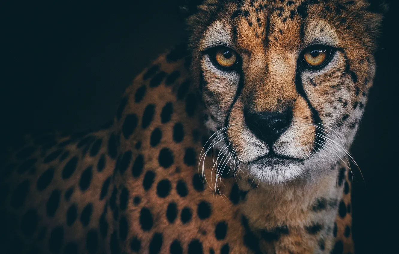 Photo wallpaper look, portrait, Cheetah