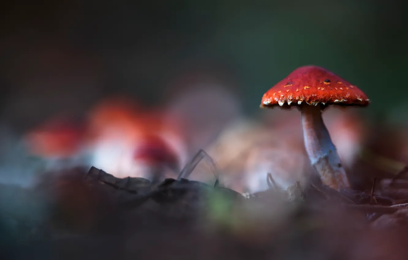 Photo wallpaper background, mushrooms, blur, mushroom, bokeh, fungus