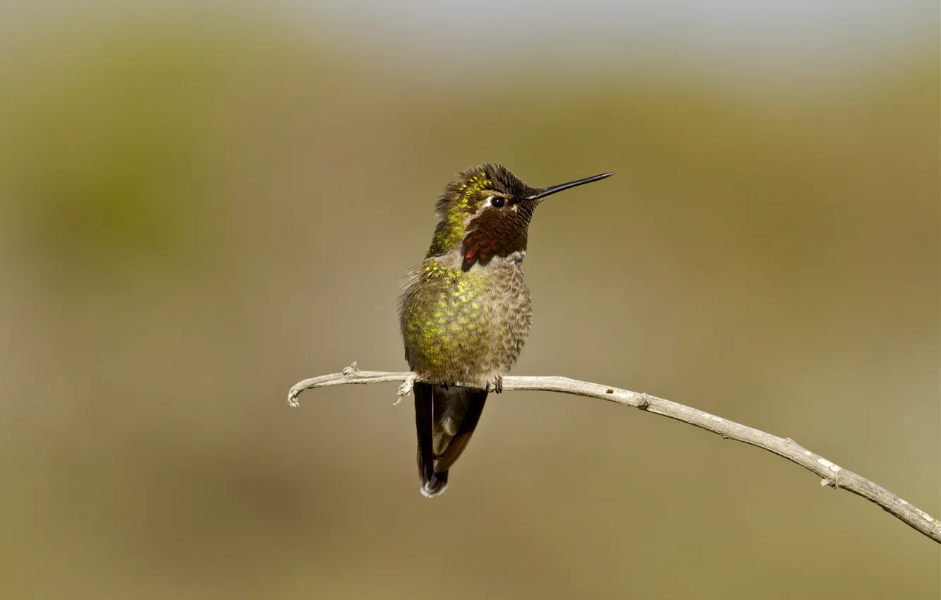 Photo wallpaper eyes, branches, beak, Hummingbird, eye, Hummingbird, branch, beak
