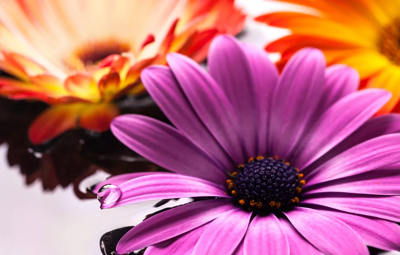 Photo wallpaper water, stones, colorful, gerbera, flowers, gerbera, Osteospermum