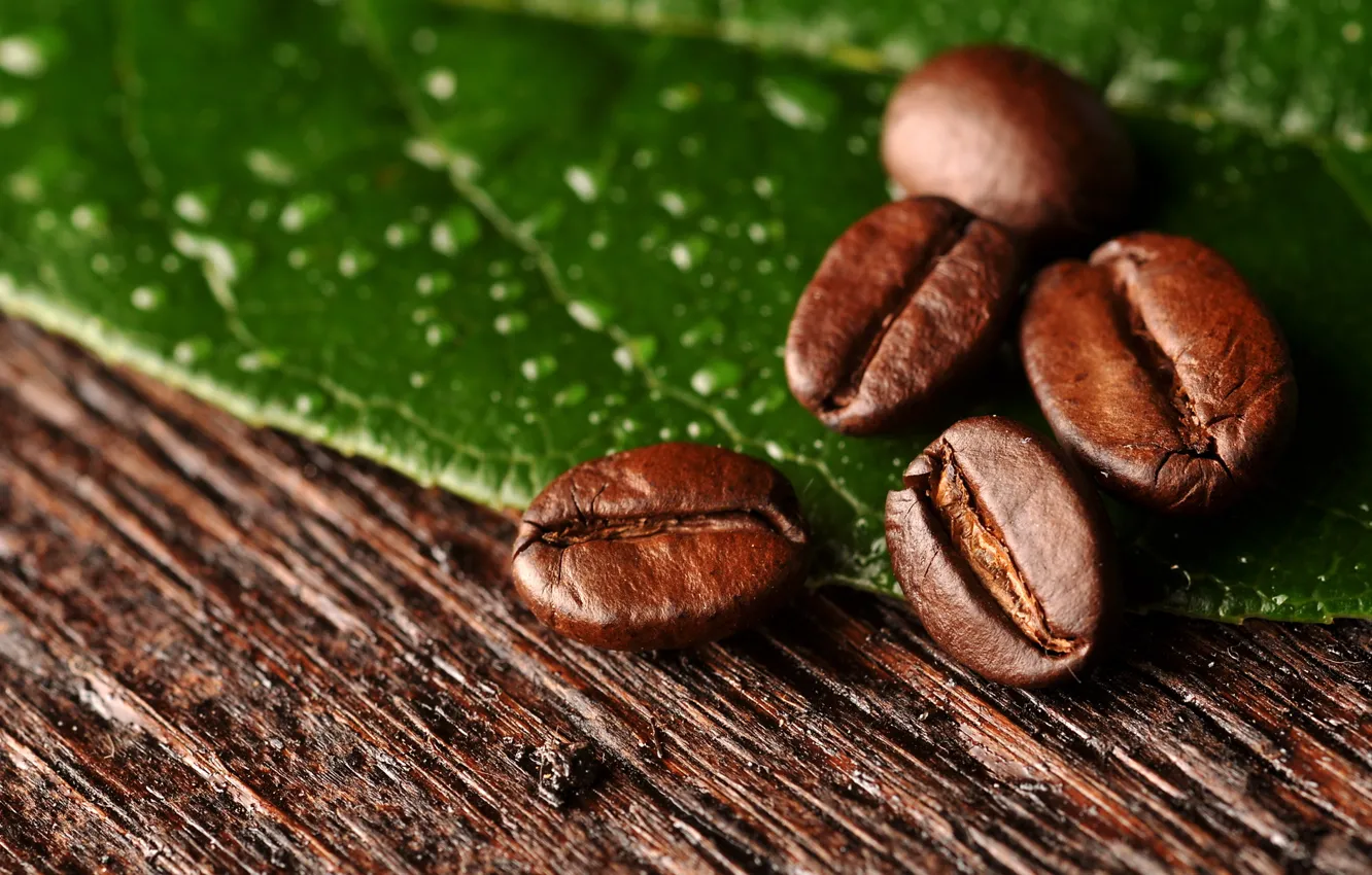 Photo wallpaper leaves, macro, coffee, grain, macro, leaf, beans, coffee