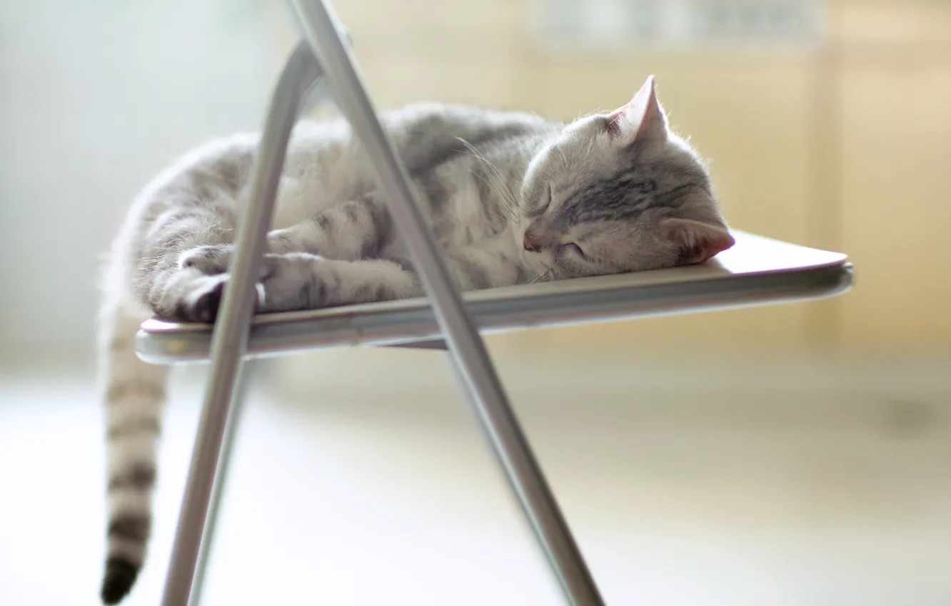 Photo wallpaper cat, stay, chair