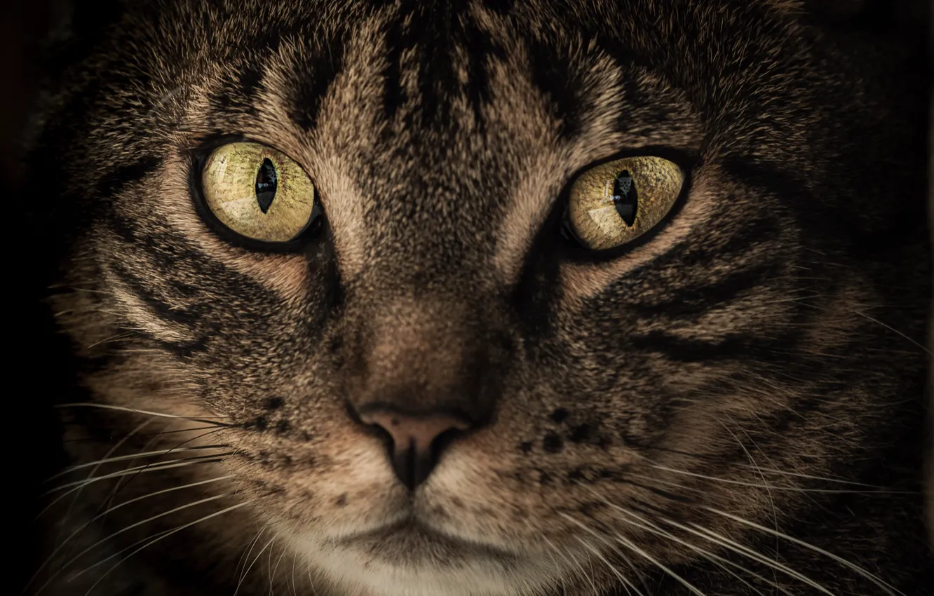 Photo wallpaper cat, cat, look, close-up, grey, portrait, face, striped