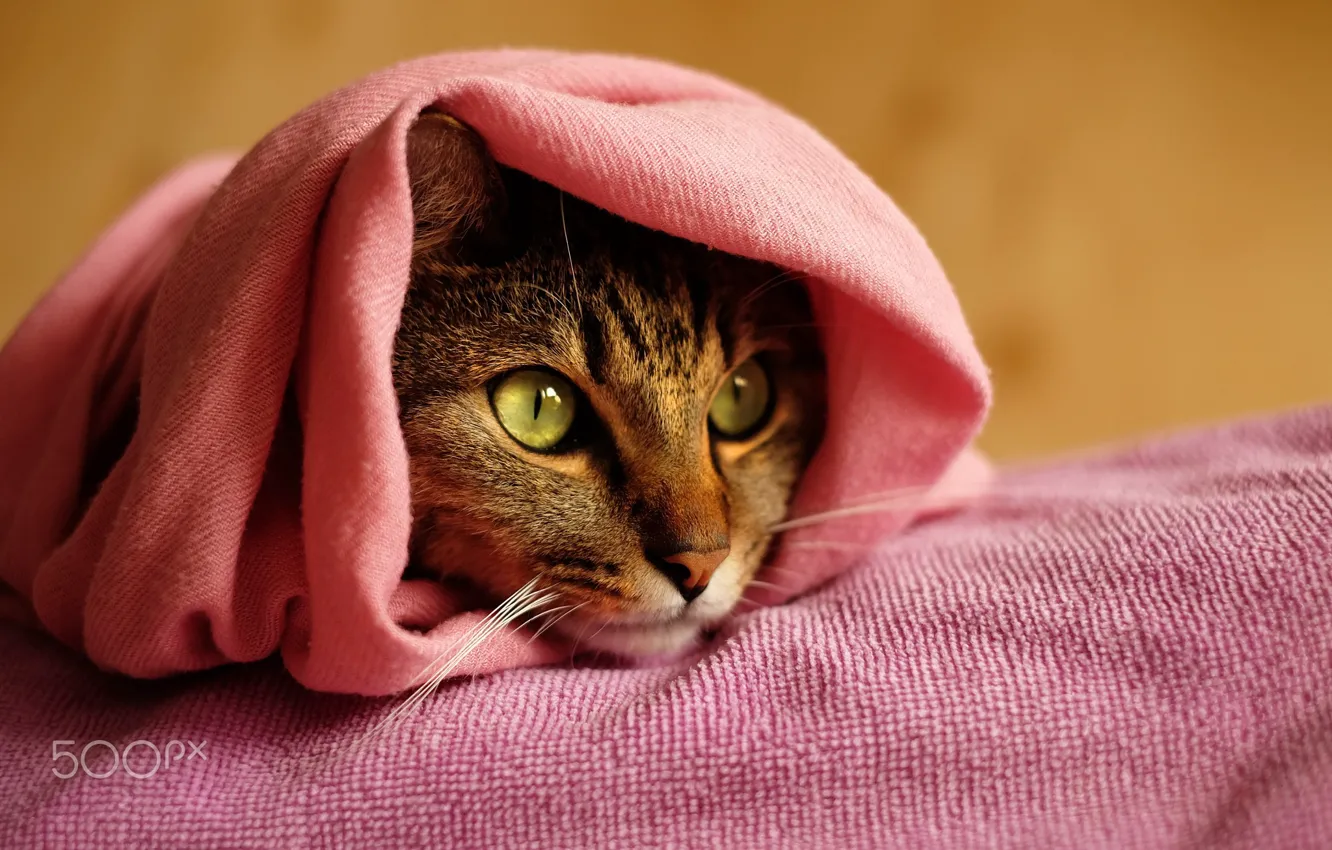 Photo wallpaper cat, eyes, cat, towel