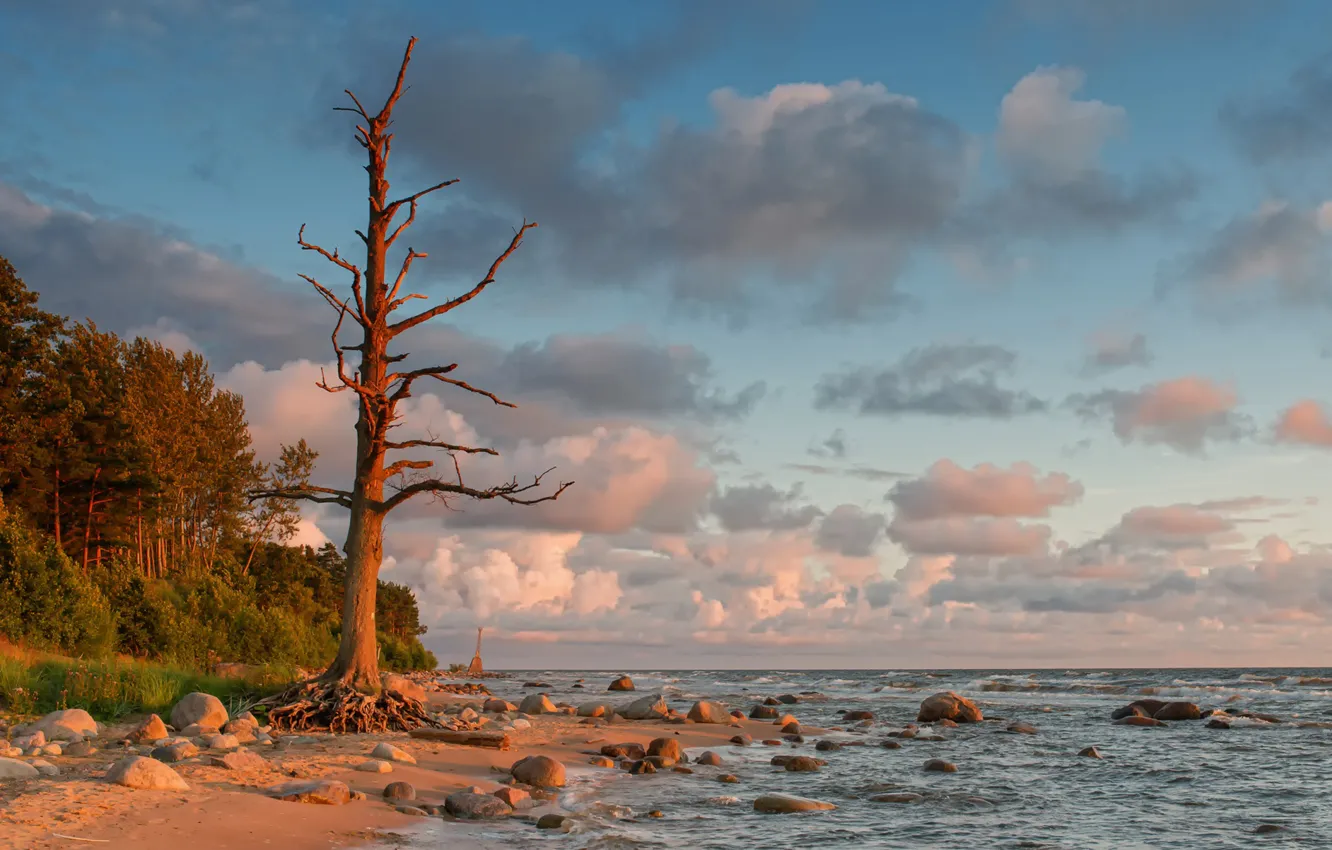 Photo wallpaper tree, shore, The Baltic sea, Latvia