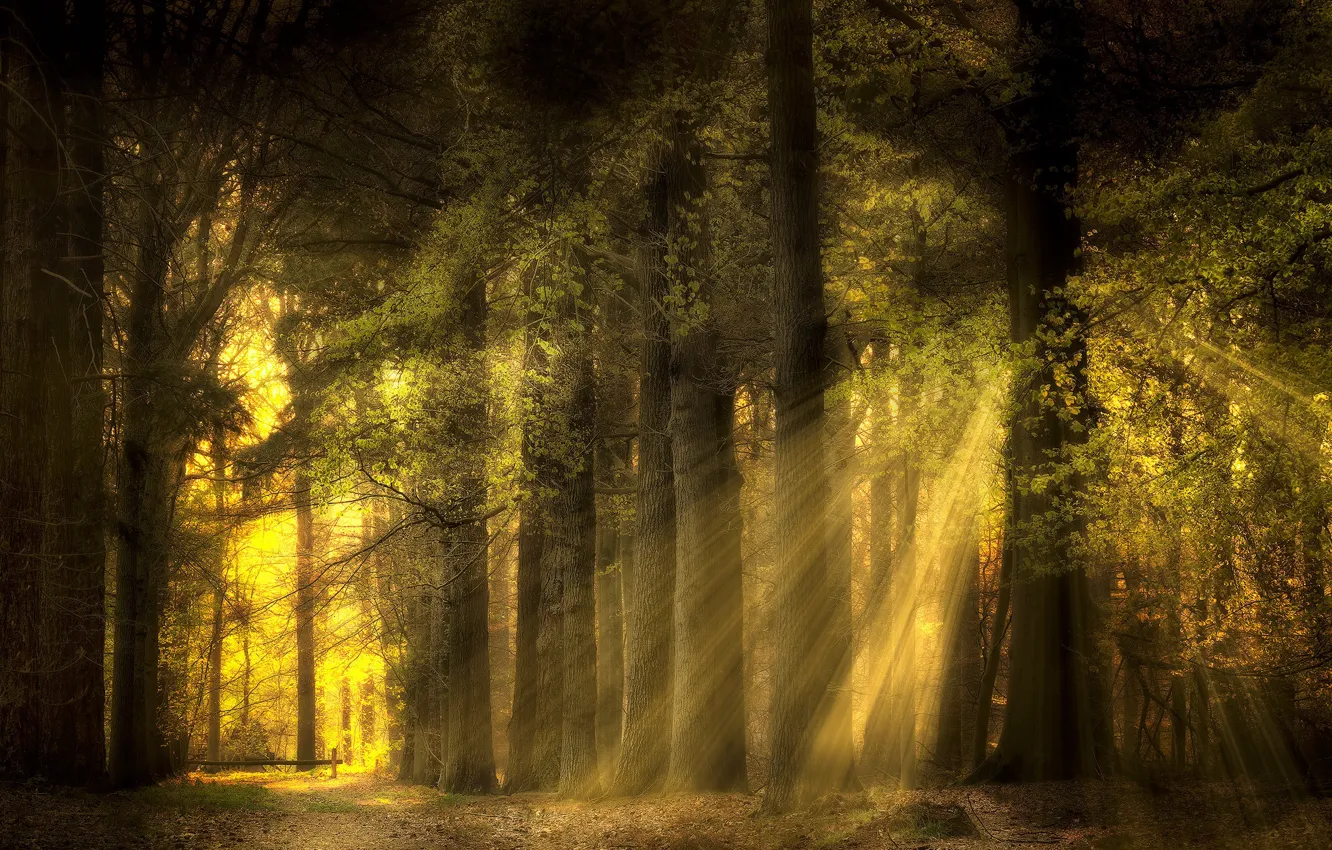 Photo wallpaper forest, summer, the sun, rays, light, branches, nature, foliage