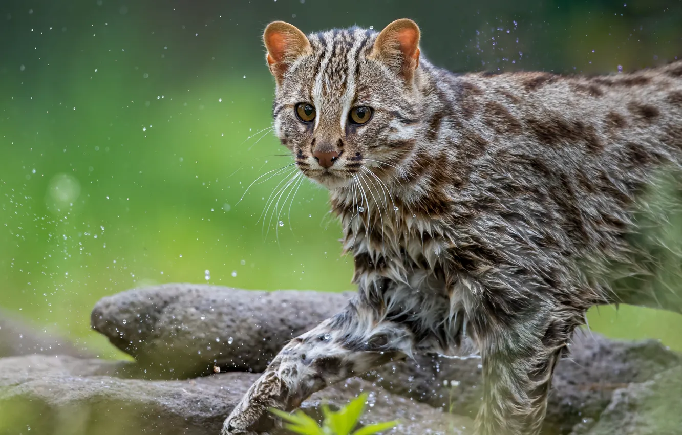 Photo wallpaper water, drops, squirt, Maxim Logunov, Wild Forest Cat