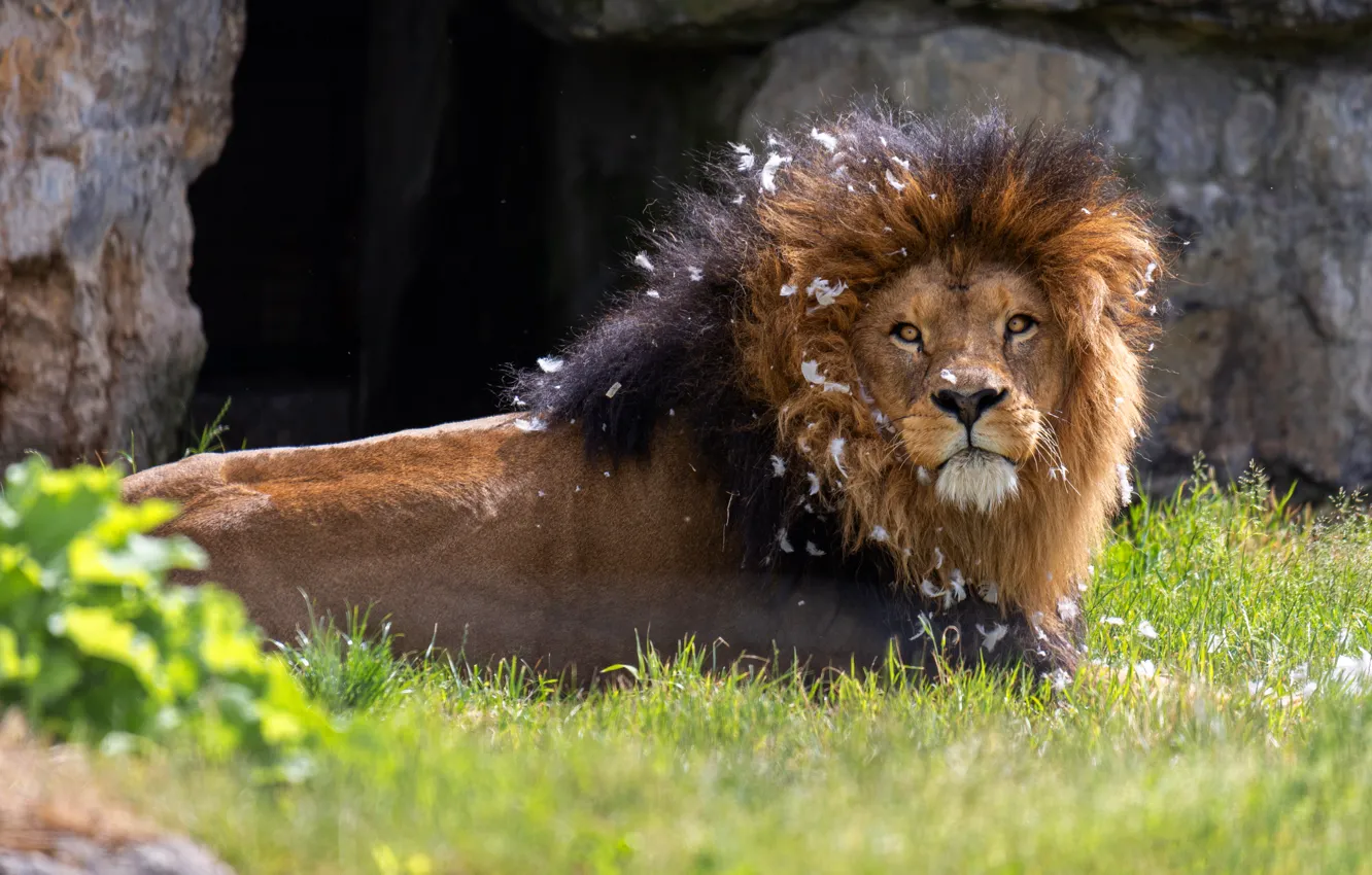 Photo wallpaper grass, look, face, stones, rocks, glade, Leo, feathers