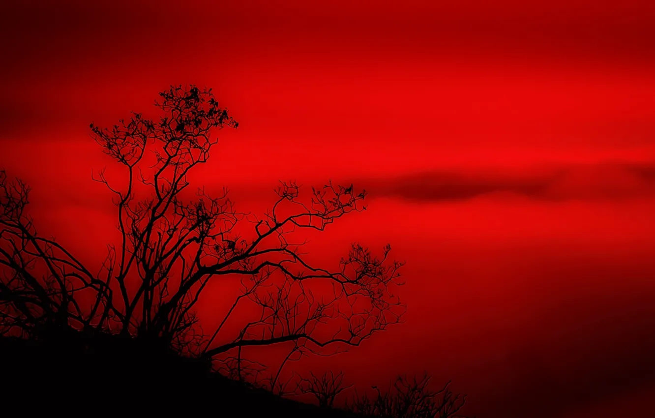 Photo wallpaper landscape, red, tree