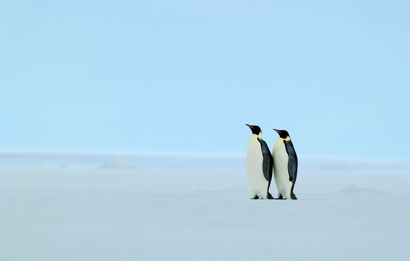 Photo wallpaper winter, snow, penguins