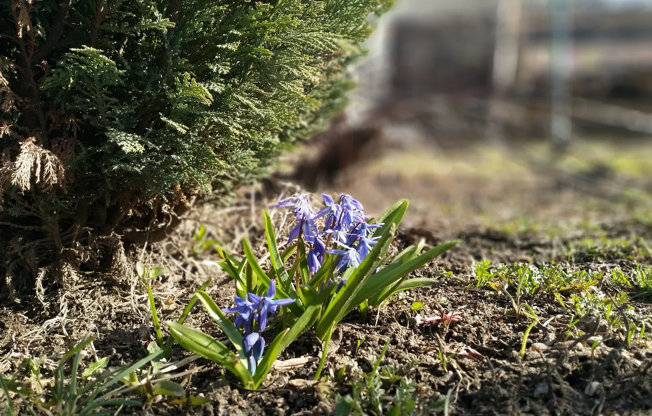 Photo wallpaper grass, heat, spruce, snowdrops