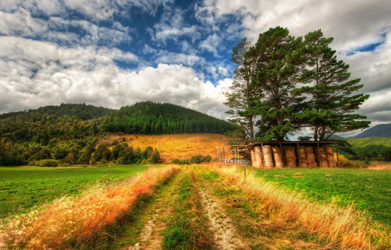 Photo wallpaper forest, grass, nature