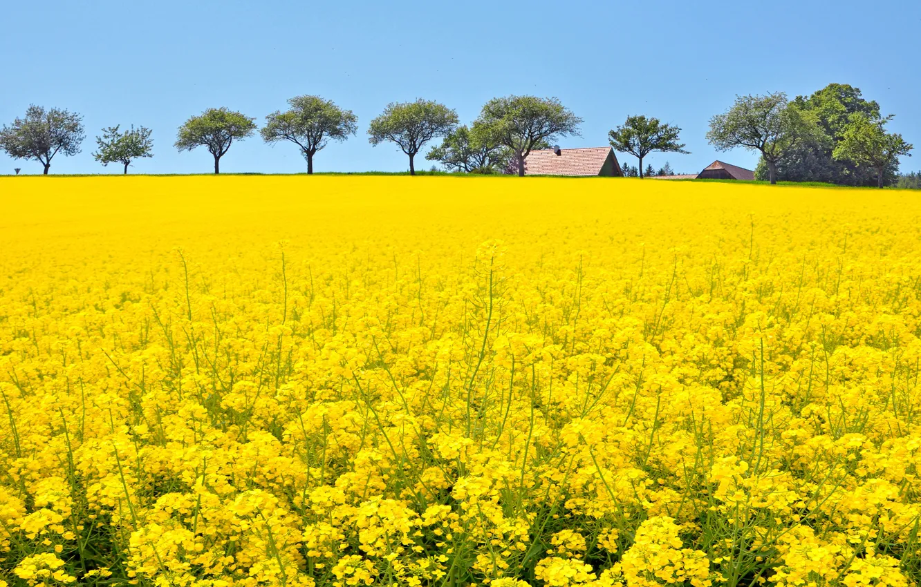 Photo wallpaper field, summer, the sky, trees, flowers, yellow, blue, spring