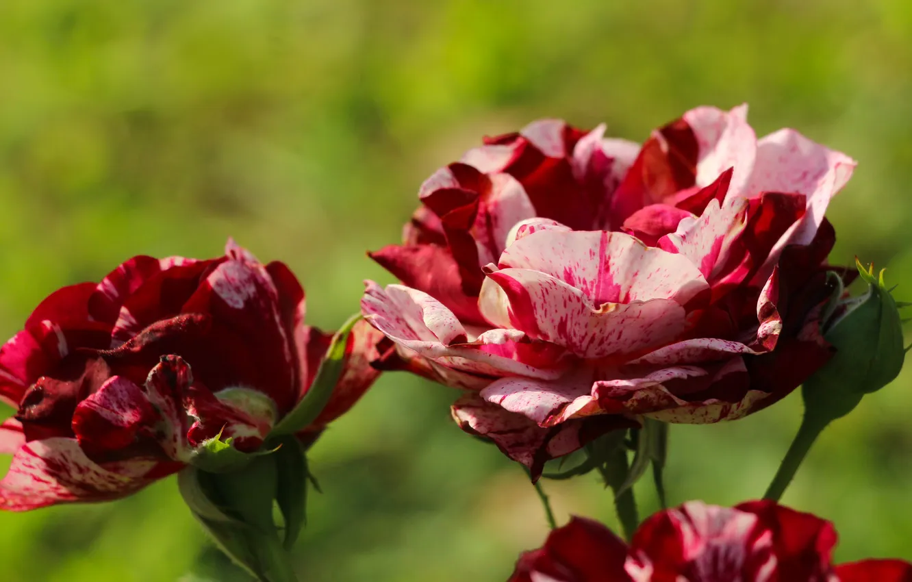 Photo wallpaper rose, blooming, red-pink