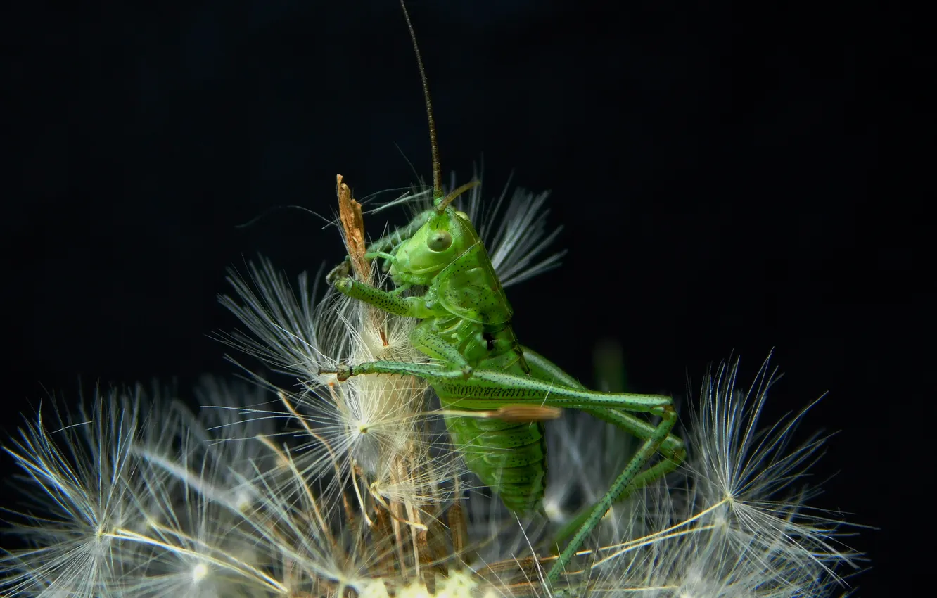 Photo wallpaper macro, dandelion, grasshopper, Sergey Chechenov, He was green
