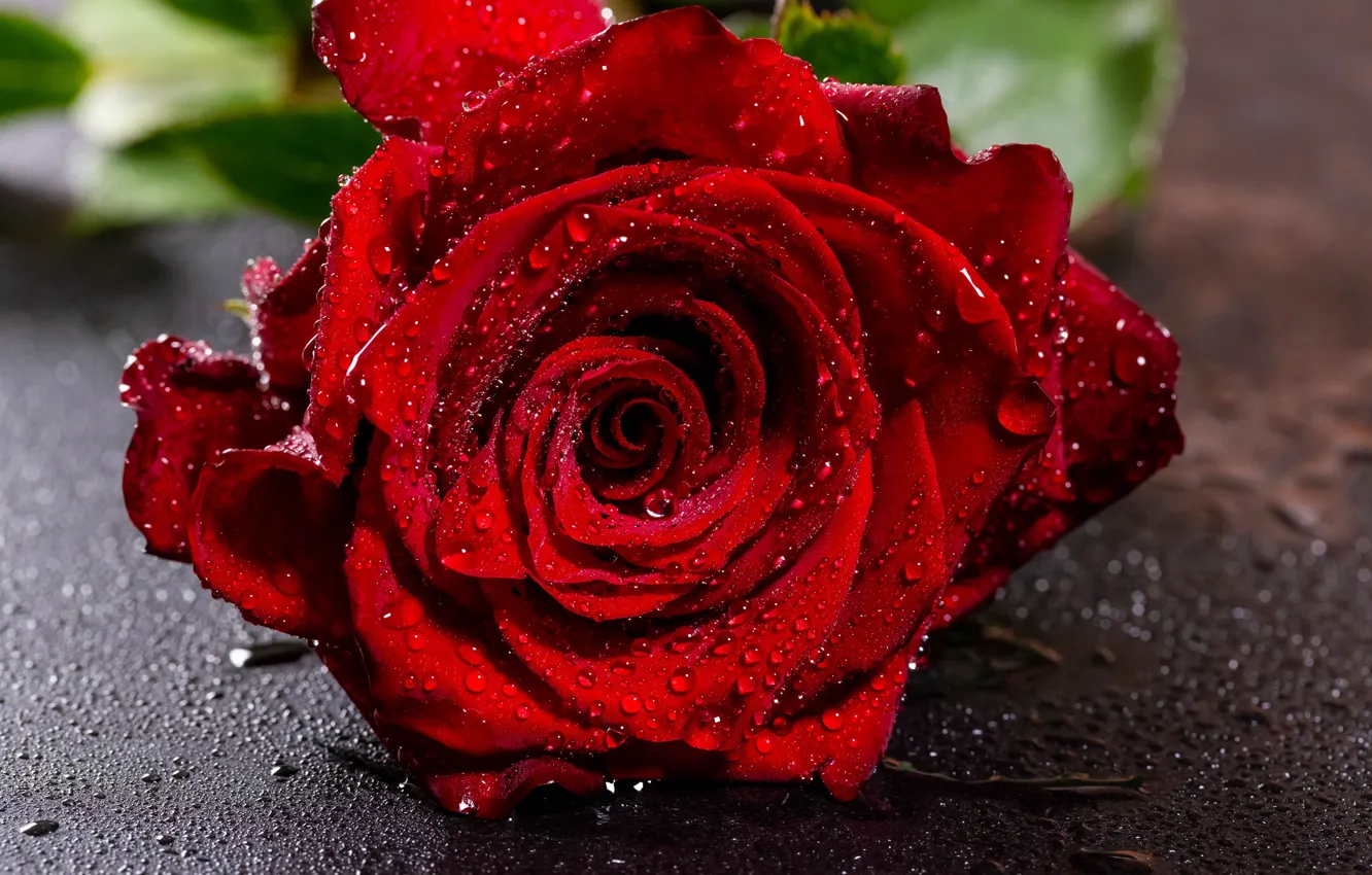 Photo wallpaper flower, drops, close-up, red, rose, wet, Bud, bokeh