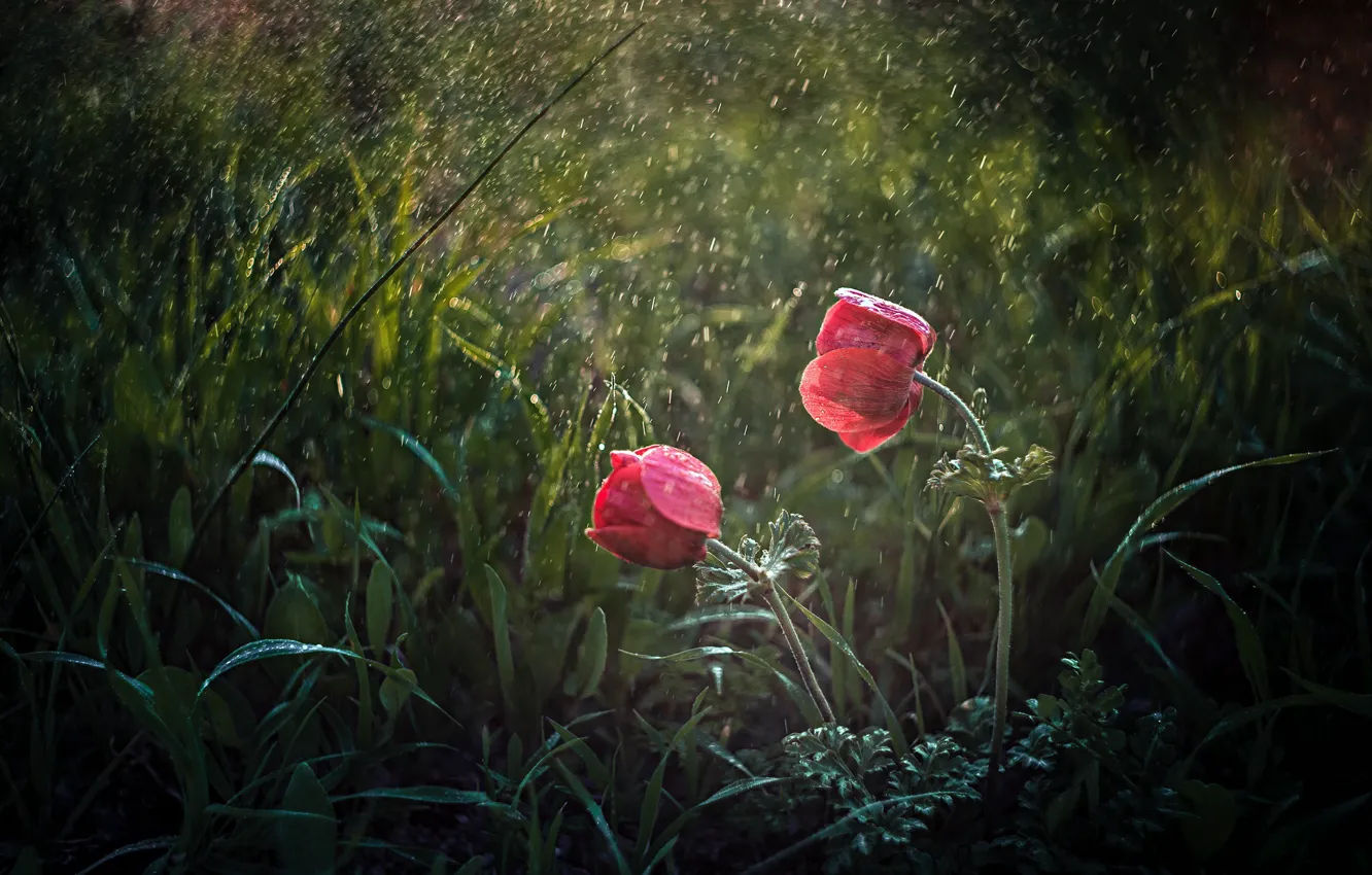 Photo wallpaper summer, flowers, rain