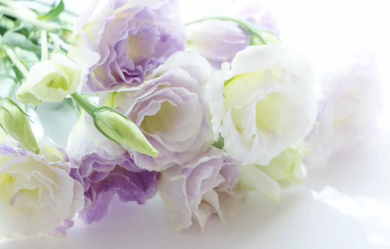 Photo wallpaper flowers, background, flowers, background, eustoma, eustoma, white-lilac