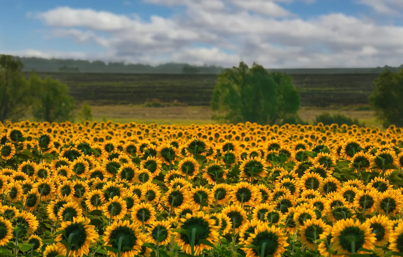Photo wallpaper field, the sky, clouds, sunflowers, flowers