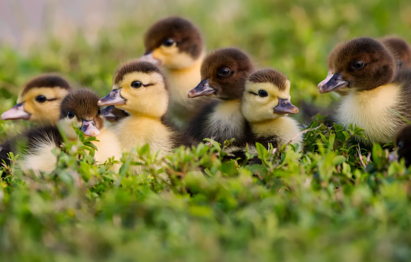 Photo wallpaper grass, kids, ducklings, Chicks